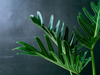 Philodendron xanadu plant leaf the tropical © jittima