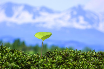 春の野原　新しい芽