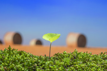春の野原　新しい芽