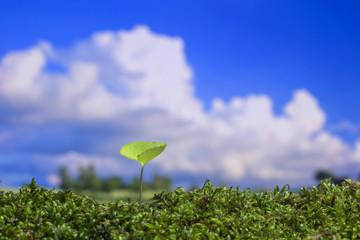 春の野原　新しい芽