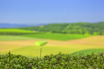 春の野原　新しい芽