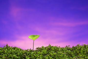 春の野原　新しい芽