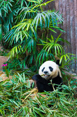 The Chinese famous bear.