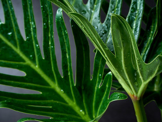 Philodendron xanadu plant leaf the tropical