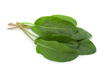 Sorrel leaf on white