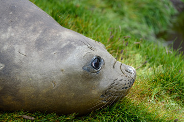 Portrait of a female elephant laying on grass, with big eyes and a snotty nose, Grytviken, Antarctica