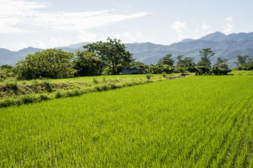 green paddy farm