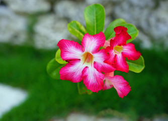 Pink desert rose flowers (Adenium Obesum)