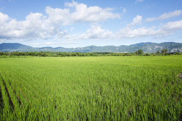 green paddy farm
