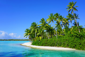 View of a tropical landscape with palm trees, white sand and the turquoise lagoon water in Bora Bora, French Polynesia, South Pacific - obrazy, fototapety, plakaty