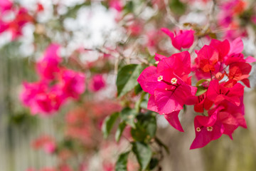 purple bougainvillea flowers