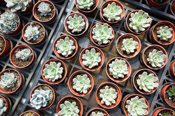 fresh cactus in the flower pot