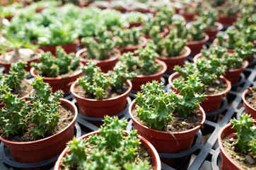 fresh cactus in the flower pot