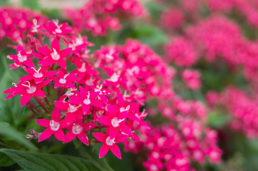 star cluster flowers
