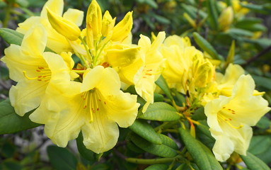 Obraz na płótnie Canvas Showy and bright rhododendron flowers close up. Evergreen shrub.