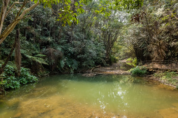 tropical river with green lush forest