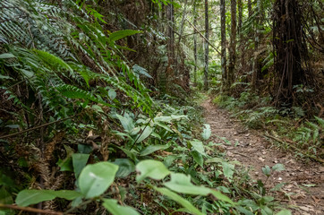 path with nobody at tropical forest