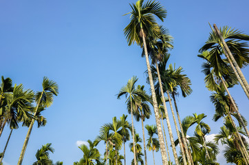 betel nut palm tree