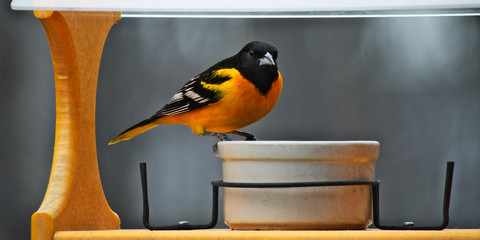 A male Baltimore Oriole in breeding plumage visits a bird feeder in Minnesota. Beautiful vivid...