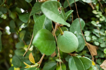 aiyu jelly tree with leaves and fruit