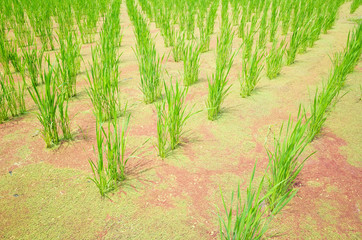water bamboo(zizania latifolia) farm