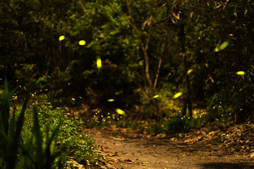 firefly flying in the forest