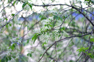 Closeup view of blooming spring tree on sunny day