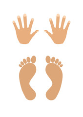 hands and feet vector illustration isolated on the white background