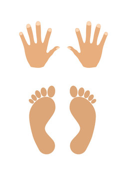 hands and feet vector illustration isolated on the white background