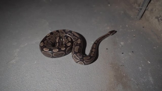 Snake crawling in the basement. Ball python.