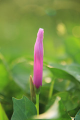 morning glory flower in the morning