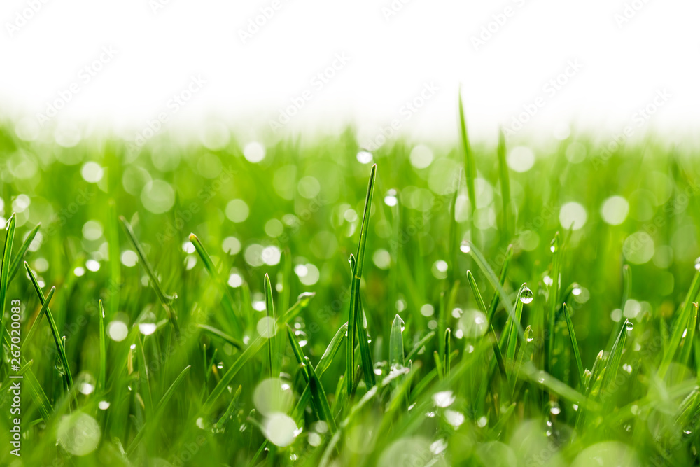 Poster green grass with water drops