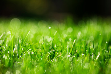 green grass close-up background