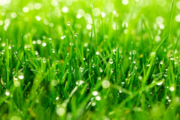 herbe verte avec des gouttes d& 39 eau en gros plan sur fond de lumière du soleil