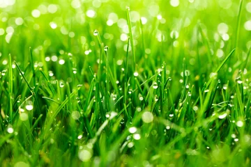 Tissu par mètre Herbe herbe verte avec des gouttes d& 39 eau en gros plan sur fond de lumière du soleil