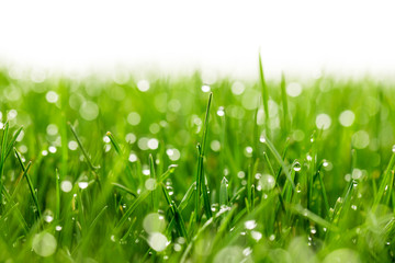 green grass with water drops