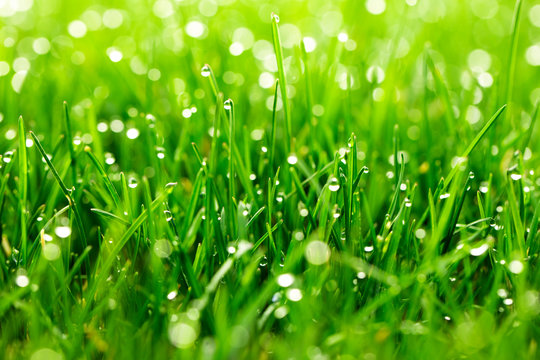green grass with water drops close-up in sunlight background - Powered by Adobe