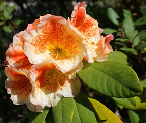 Showy and bright rhododendron flowers close up. Evergreen shrub.