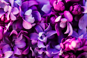 Purple lilac flowers background, spring blossom - obrazy, fototapety, plakaty