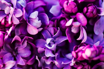  Purple lilac flowers background, spring blossom © Mariusz Blach
