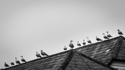 Seagulls sitting on the roof