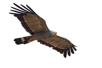 Obraz premium African harrier-hawk (Polyboroides typus)