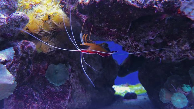 Chrysiptera cyanea and corals, Fire blood shrimp