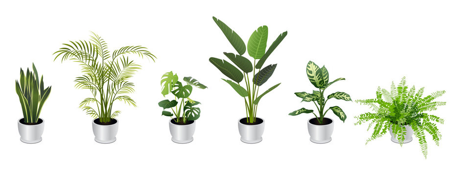 Set of Tropical Houseplants in White Pots