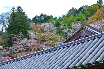Fototapeta na wymiar 瓦屋根と満開の桜のコラボ 