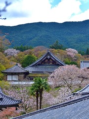 瓦屋根と満開の桜のコラボ