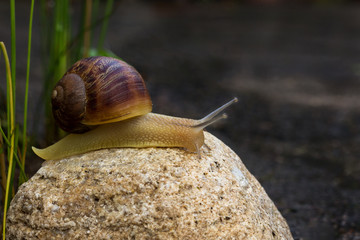 snail on a stone with dark background