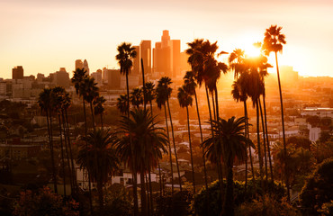 Beautiful sunset through the palm trees, Los Angeles, California. - obrazy, fototapety, plakaty