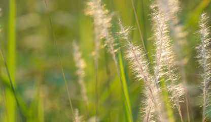 Close up Grass Flower with Sunlight Isolated on Nature Background