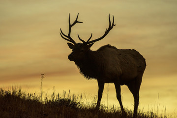 Silhouetted Bull Elk during sunrise